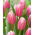 Kasia Tulpe - XL-Packung - 50 Stk - 