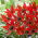 Tulipano Lizzy - Confezione XL - 50 pz