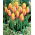 Long Lady tulip - 5 pcs