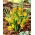Orphanidea Flava tulipano botanico - Confezione XL - 50 pz