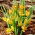 Orphanidea Flava tulipano botanico - Confezione XL - 50 pz