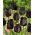 Paul Scherer tulip - XL pack - 50 pcs