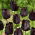 Paul Scherer tulip - XL pack - 50 pcs