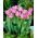 Photo tulipe - 5 pcs