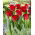 Piros ruha tulipán - 5 db.
