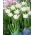White Liberstar tulip - 5 pcs