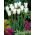 Weiße Triumphator-Tulpe - XXXL-Packung 250 Stk - 