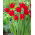 Tulipano Wisley - Confezione XL - 50 pz