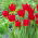 Tulipano Wisley - Confezione XL - 50 pz