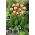 Tulipán World Expression - 5 piezas