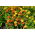 Studentenblume - Mischung - Tagetes patula - 100 g - Dekorativ, schützt Pflanzen vor Schädlingen - Samen