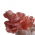 Roz ciuperci ciuperci - Pleurotus djamor