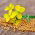 Brun sennep - 1 kg - 