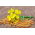 Brun sennep - 1 kg - 