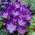 Crocus - Ruby Giant - Exceptionally Weather Resistant - Bulbs - Large Pack - 200 pcs