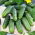 Cucumber - Śremski F1 - 100 g - Crisp Texture, Outdoor Perfection - Fresh Seeds