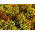 Studentenblume - Mischung - Tagetes patula - 100 g - Dekorativ, schützt Pflanzen vor Schädlingen - Samen
