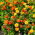 Clavelón de la India - variada - Tagetes patula - 100 g - Anual ornamental y fitosanitaria - Semillas frescas