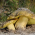 Man te paard - levend broed - groot pak - 