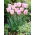 Tulipa Shirley - Tulipán Shirley - 5 květinové cibule