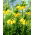 Fritillaria imperialis Lutea - Keizerskroon Lutea - XL-verpakking - 50 st - 