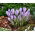 Crocus Vanguard - XXXL pack - 500 pcs