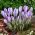 Crocus Vanguard - XXXL pack - 500 pcs