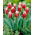 Tulip 'Canasta' - large package - 50 pcs