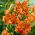 Lily, Tiger Lily - pacote XL - 50 unid.