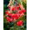 Lilium, Lily Red Tiger - Confezione XL - 50 pz