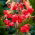 Lilium, Lily Red Tiger - Confezione XL - 50 pz
