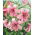 Lilium, Lily Pink Tiger - Pack XL - 50 uds