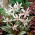 Erythronium fulgi de zăpadă - dinți de câini de zăpadă fulgi - bulb / tuber / rădăcină