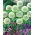 Allium White Giant - XL-pack - 50 st