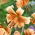 Lily Tiger Babies - XL pack - 50 pcs