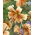 Lily Tiger Babies - XL pack - 50 pcs