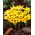 Crocus Korolkowii - XXXL pak - 500 st - 