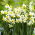 Narciso, narciso 'Canaliculatus' - XXXL pack 250 uds
