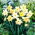 Narciso, narciso mudando de cor - pacote XXXL 250 unid.
