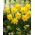 Narciso, narciso 'Gigantic Star' - pacote XXXL 250 unid.
