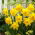 Narciso, narciso 'Gigantic Star' - pacote XXXL 250 unid.