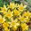Crocus Saturnus - pacote XXXL - 500 unid.
