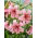Tiikerililja - Pink Tiger - Lilium - Roosan sävyä ja varmaa kestävyyttä - Sipulit - XL-paketti - 50 kpl