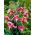 Lys de Beaute Noir - Pack XL - 50 pcs