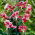 Lys de Beaute Noir - Pack XL - 50 pcs