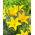 Lily - Easy Sun - senza polline, perfetto per il vaso! - Confezione XL - 50 pz