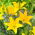 Lily - Easy Sun - senza polline, perfetto per il vaso! - Confezione XL - 50 pz