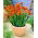 Fresia doppia arancione - Confezione XXXL - 500 pz