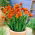 Fresia doppia arancione - Confezione XXXL - 500 pz
