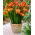 Fresia a fiore singolo arancione - Confezione XXXL - 500 pz
